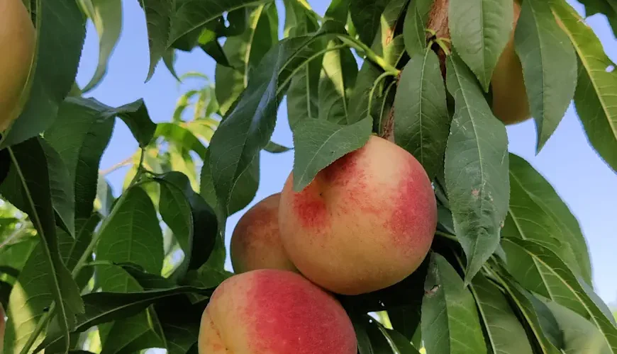 desidoc-blog-stagione-pesche-albicocche-siciliane